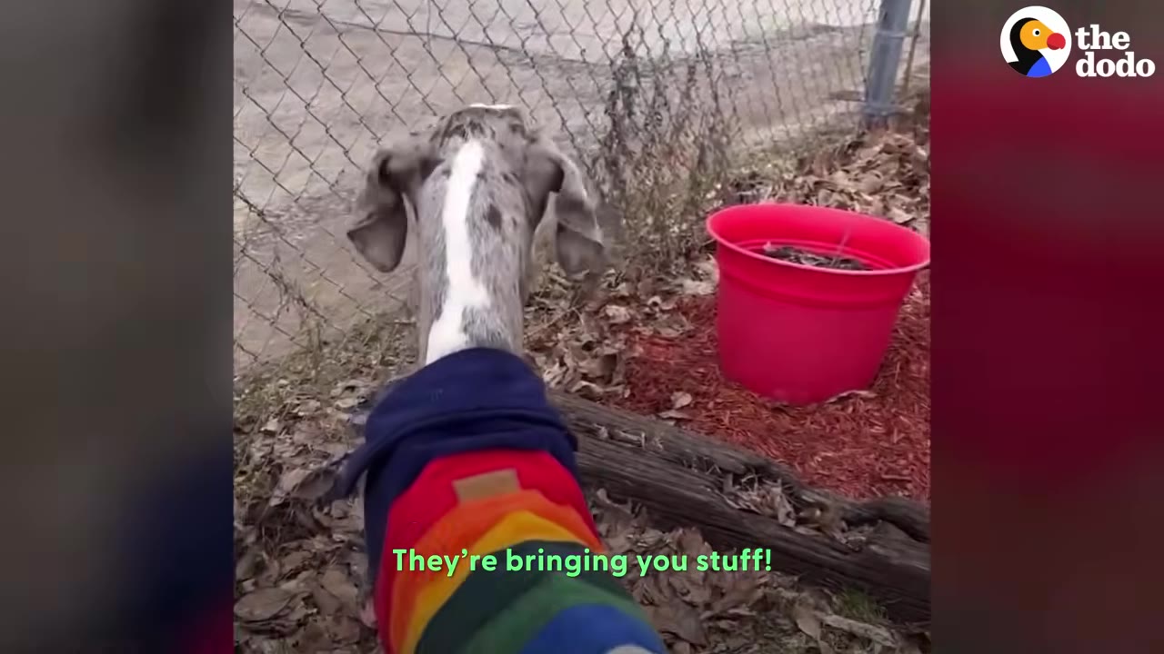 A spotted dog wearing a colorful striped sweater standing outdoors near a chain-link fence.