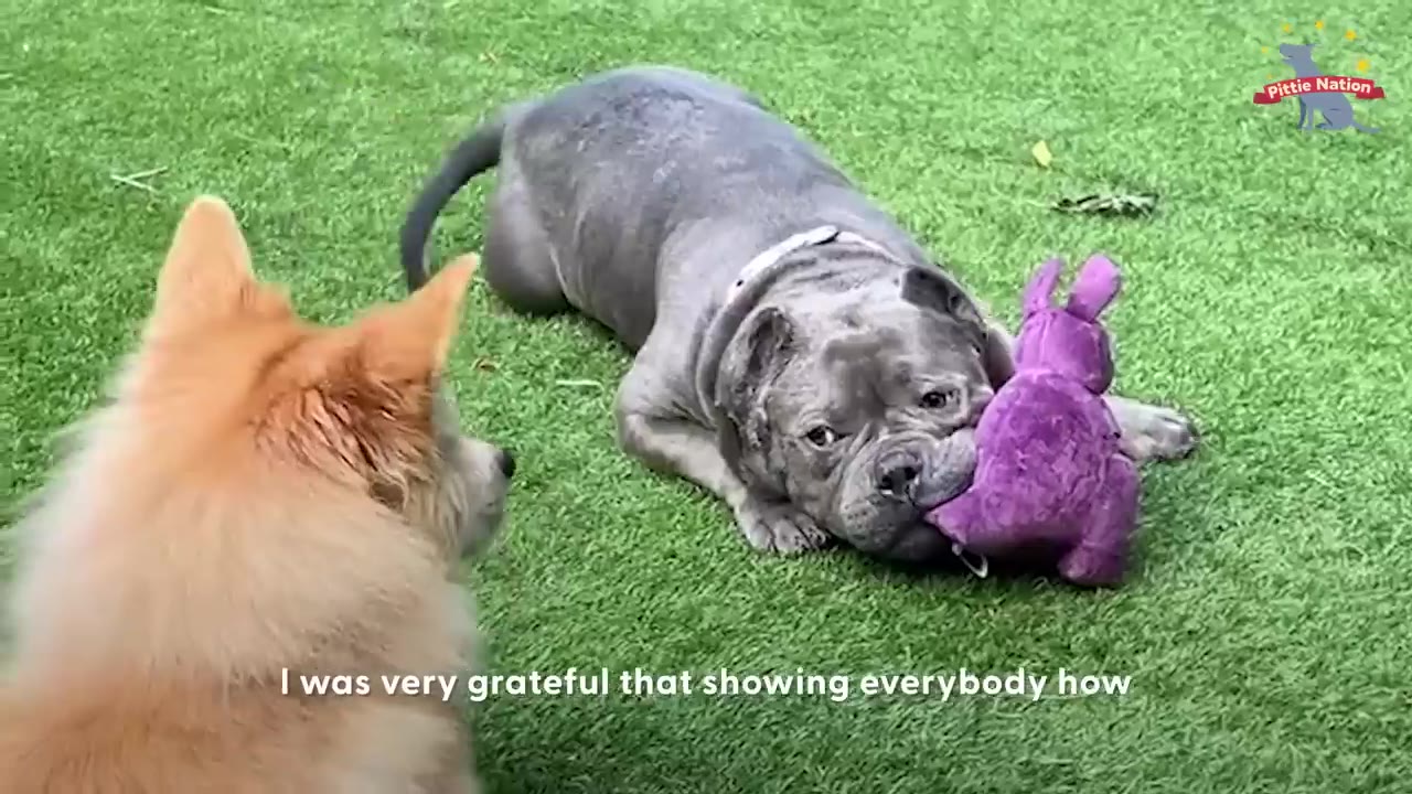 A gray bully dog lying on green grass with a purple plush toy in its mouth, looking toward a fluffy golden dog.