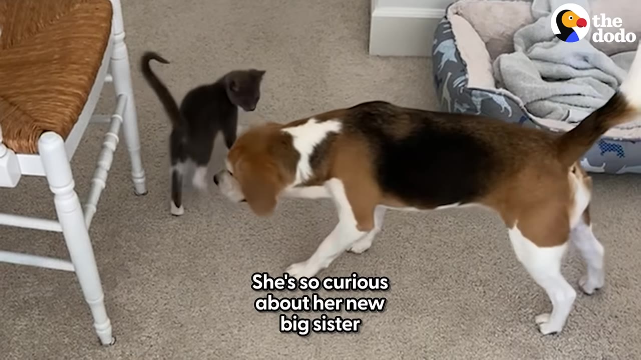 A beagle dog and a small grey and white kitten stand on a carpeted floor, looking at each other.