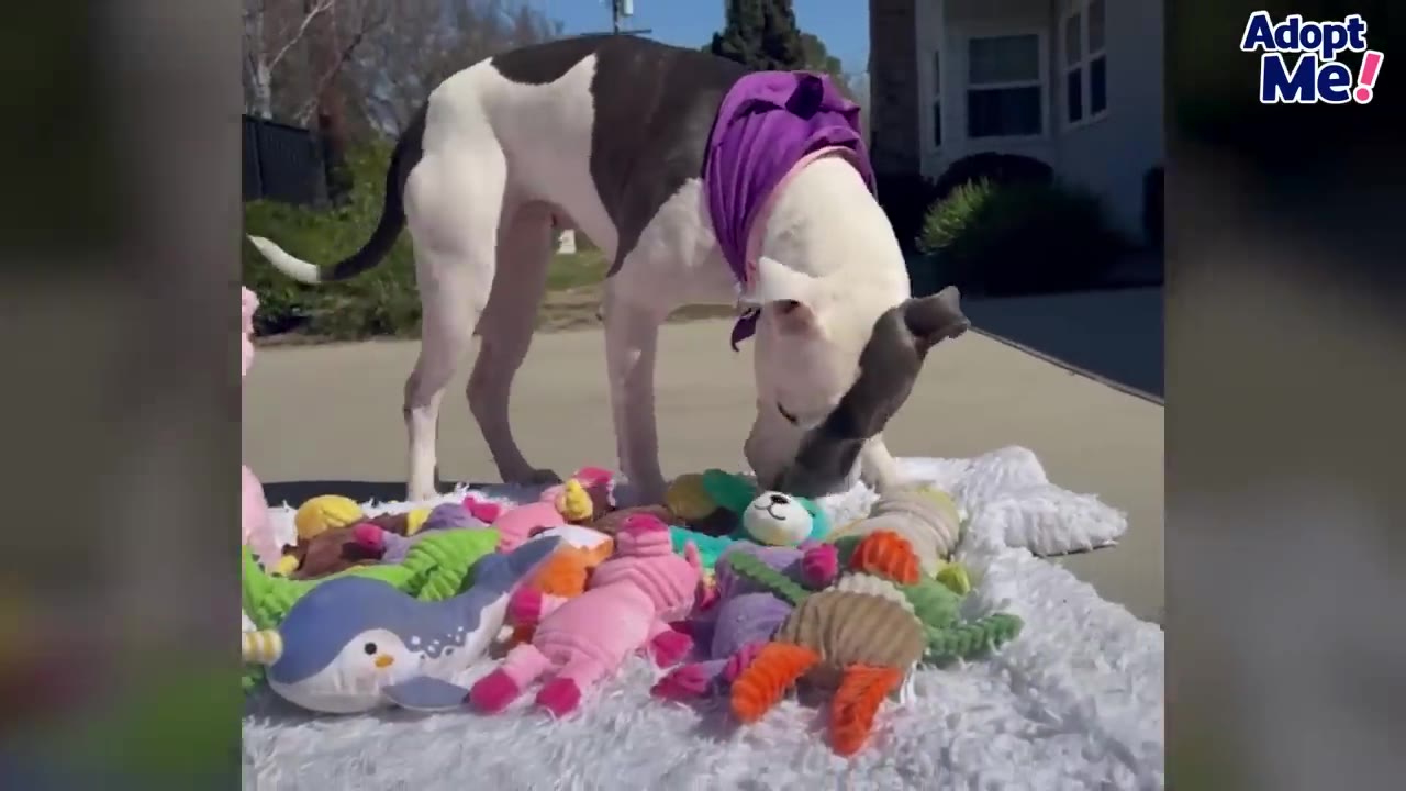 A grey and white dog wearing a purple bandana sniffs through a pile of colorful plush toys on a white blanket.