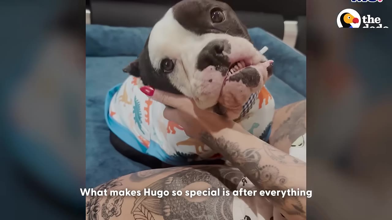 A close-up of a black and white dog with an underbite wearing a dinosaur-patterned shirt, looking up affectionately as a person with tattooed arms cradles his chin.