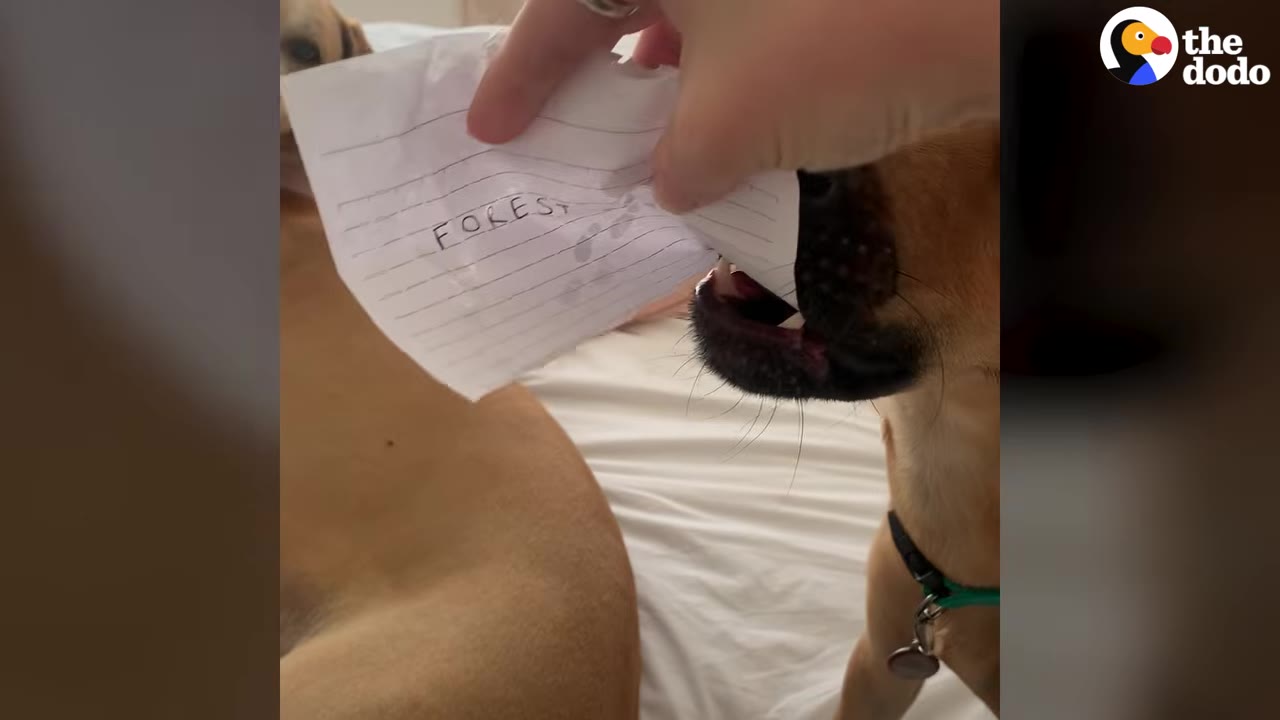 A brown dog reaching to grab a slip of lined paper with the word 'FOREST' written on it.