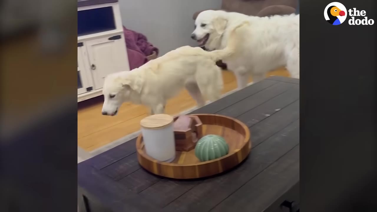 Two white fluffy dogs interacting in a living room behind a coffee table.