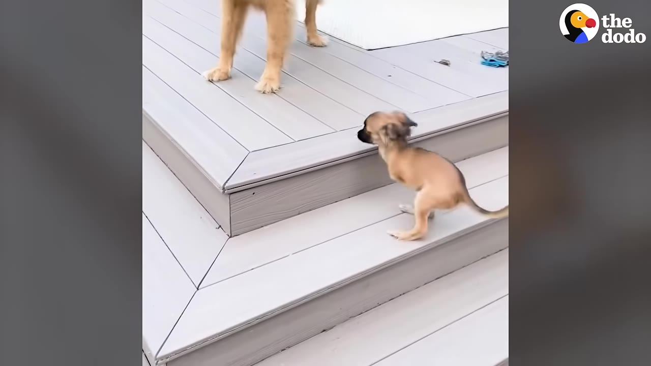 A small, light brown puppy with two legs stands on a wooden deck step, looking up at the paws of a larger dog standing on the level above.
