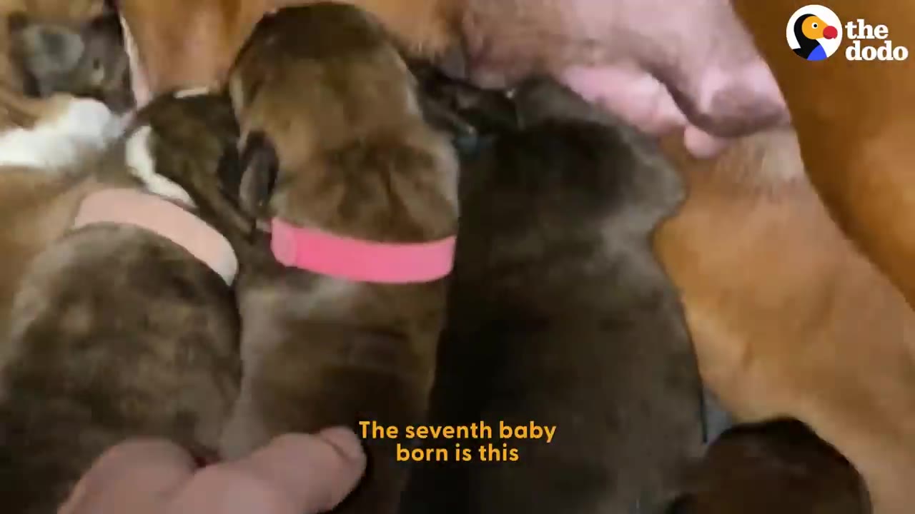 A cluster of newborn puppies wearing small colored collars nursing together beside their mother.