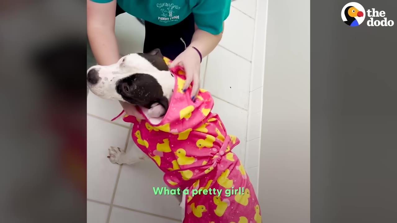 A black and white dog wearing a pink robe patterned with yellow rubber ducks, while a person gently adjusts the hood.