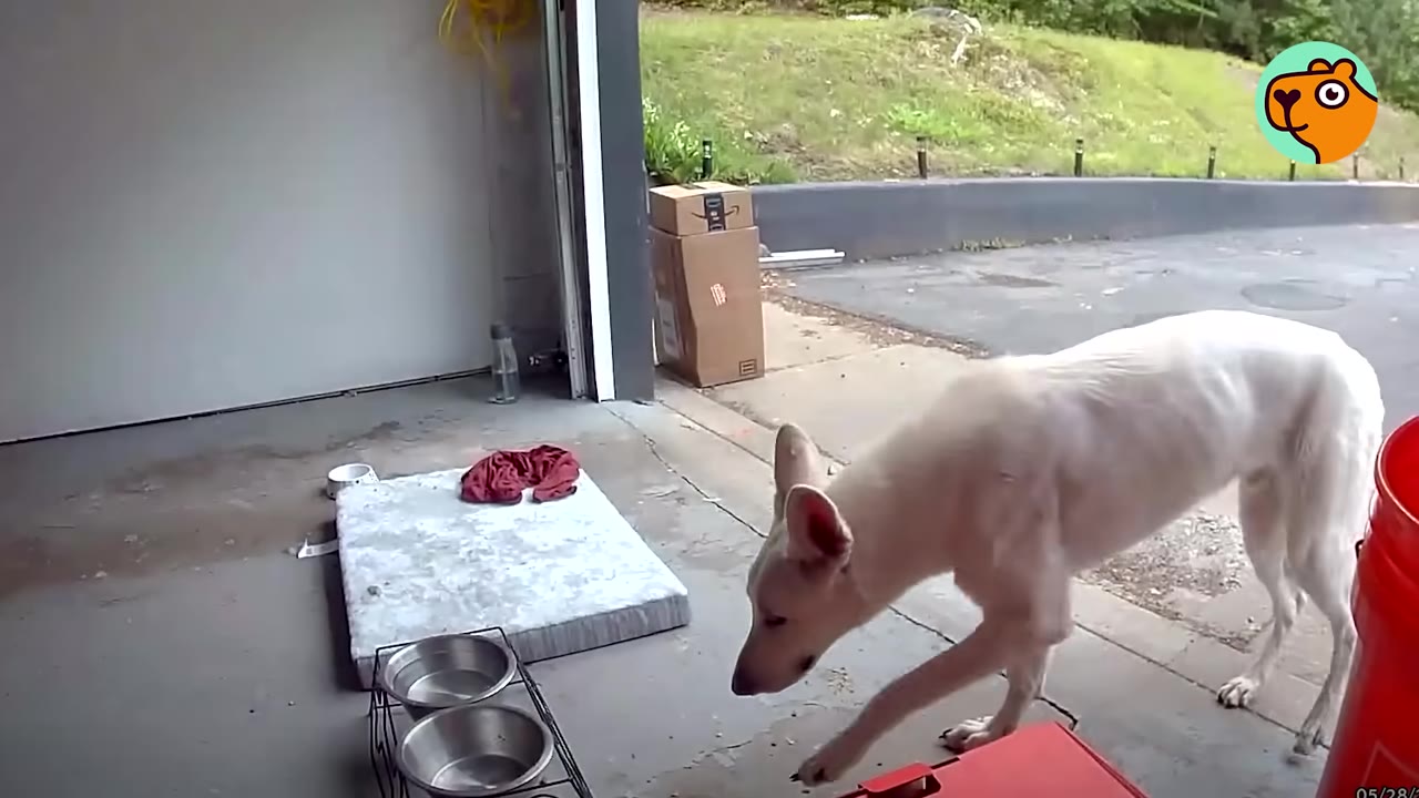 A white dog cautiously walking into an open garage near water bowls and a dog bed.