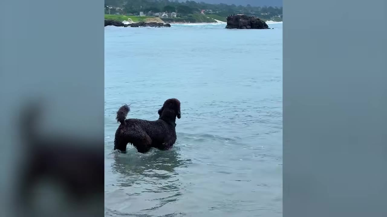 A black poodle standing in shallow ocean water facing out toward a rock formation in the sea.