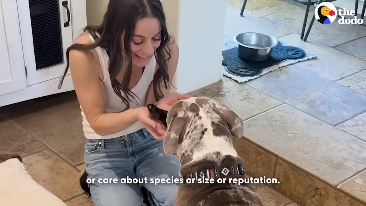 A smiling woman kneels on a tiled floor, holding a small dark animal in her cupped hands to show a large, spotted dog.