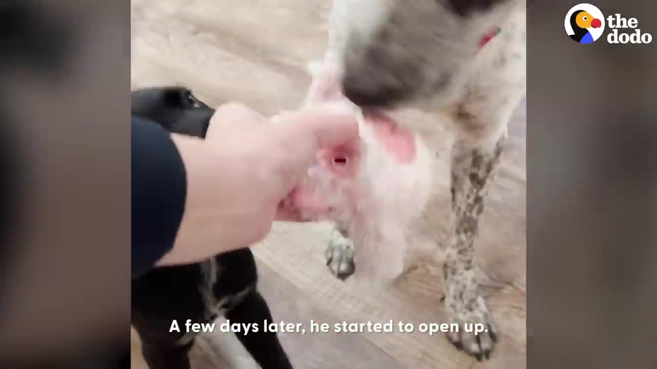 A speckled dog gently interacts with a person's hand holding a soft toy, with text overlay reading 'A few days later, he started to open up.'