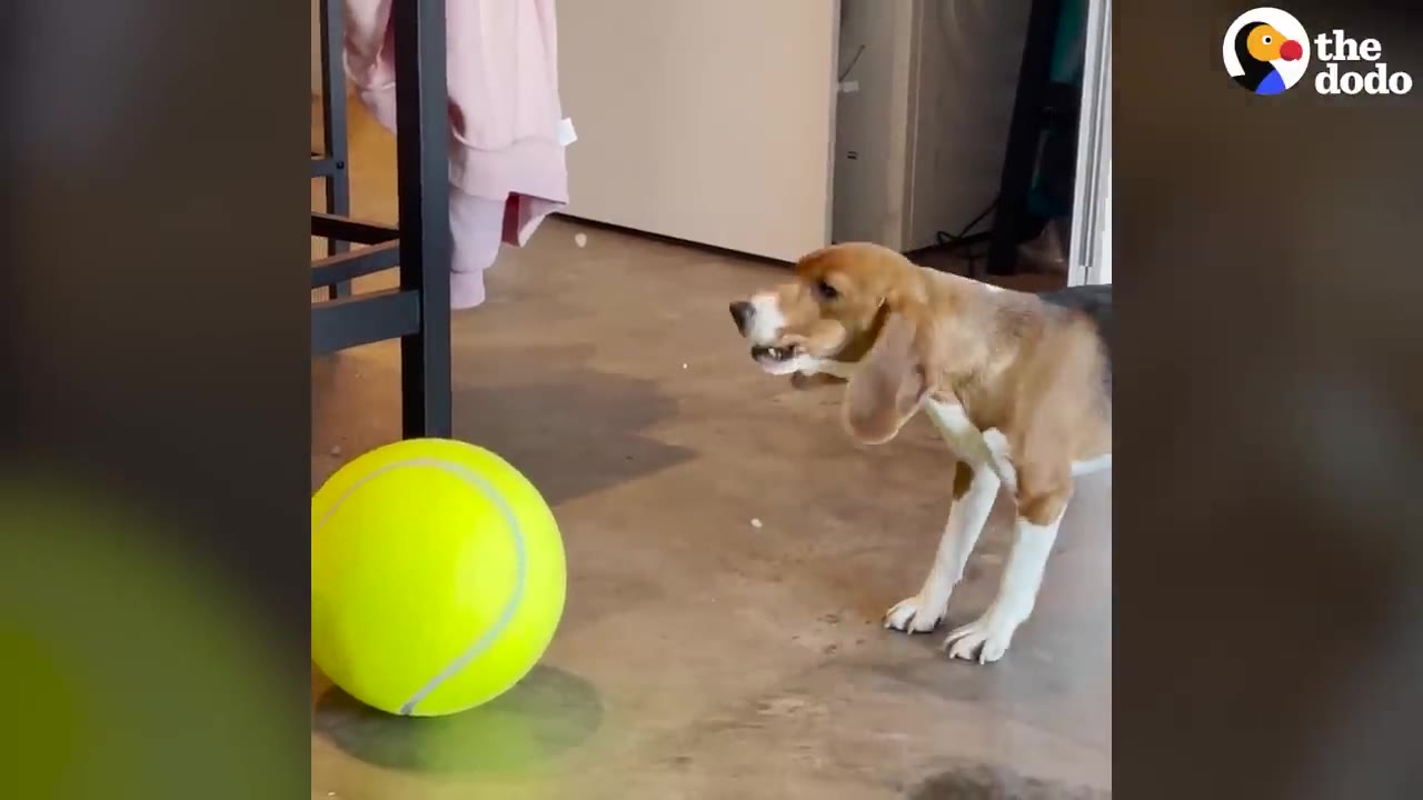 A beagle stands on a wooden floor, looking with excitement and curiosity at a large, bright yellow tennis ball.