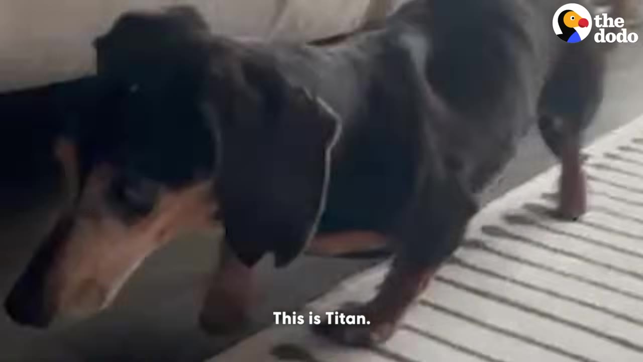 A close-up shot of a black and tan dachshund named Titan walking indoors.