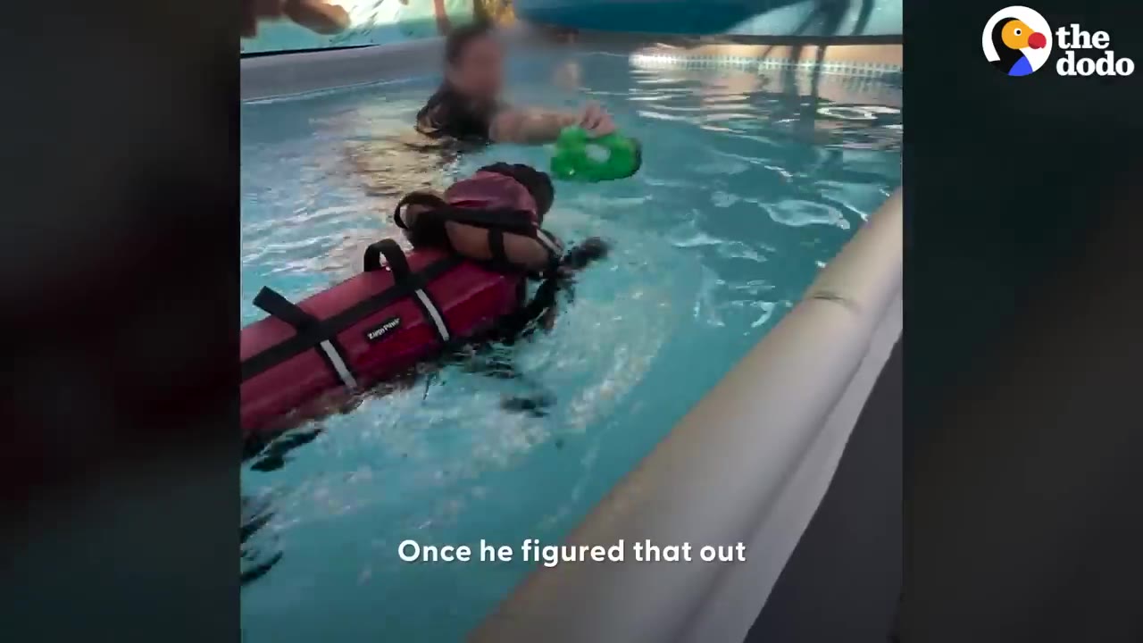 A dog wearing a red life vest swims in a therapy pool toward a green toy held by a person.