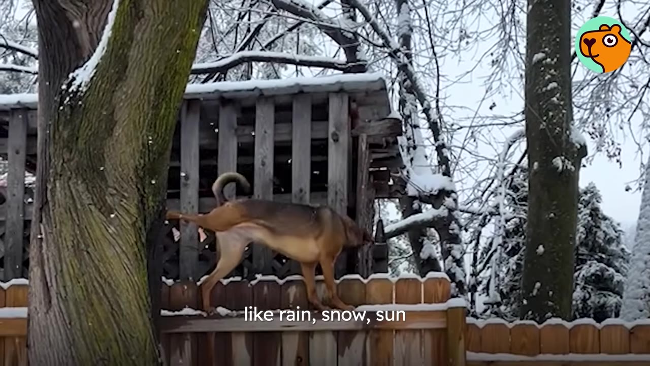 A brown dog walking along the top of a wooden fence in snowy weather next to snow-covered trees.