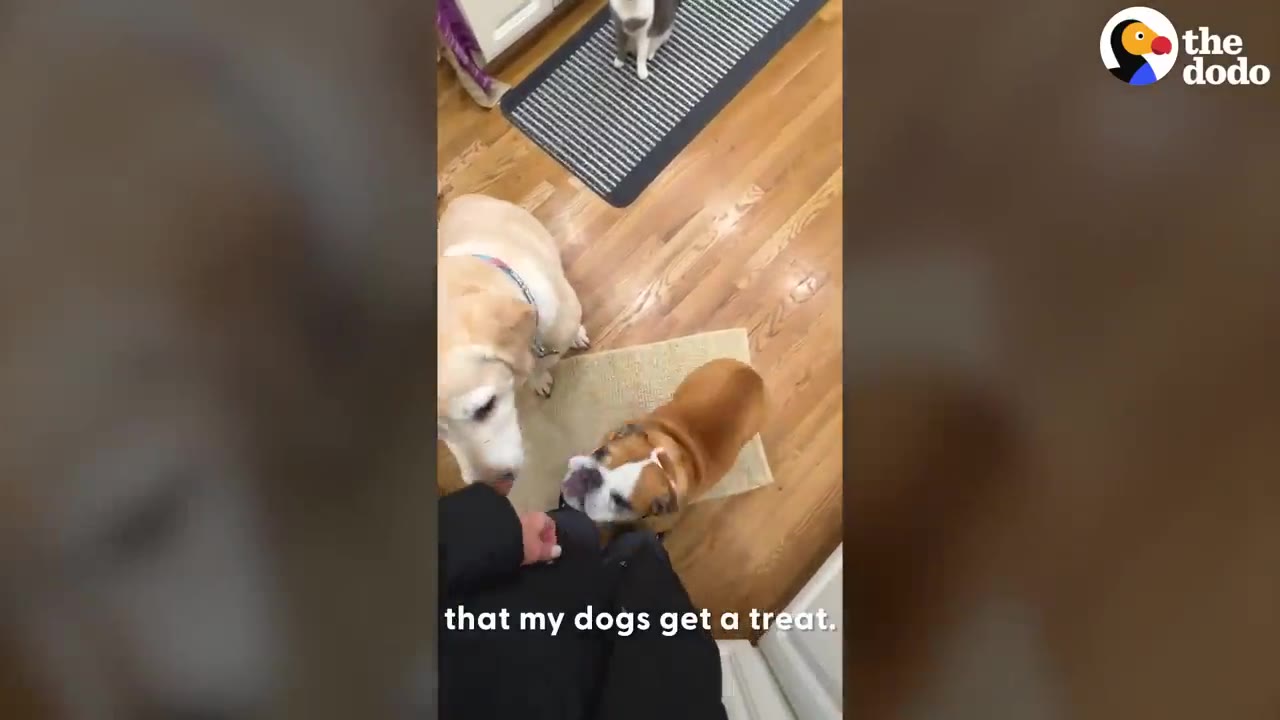 A yellow Labrador and an English bulldog stand in a kitchen near a person while a grey and white cat sits on a rug in the background.