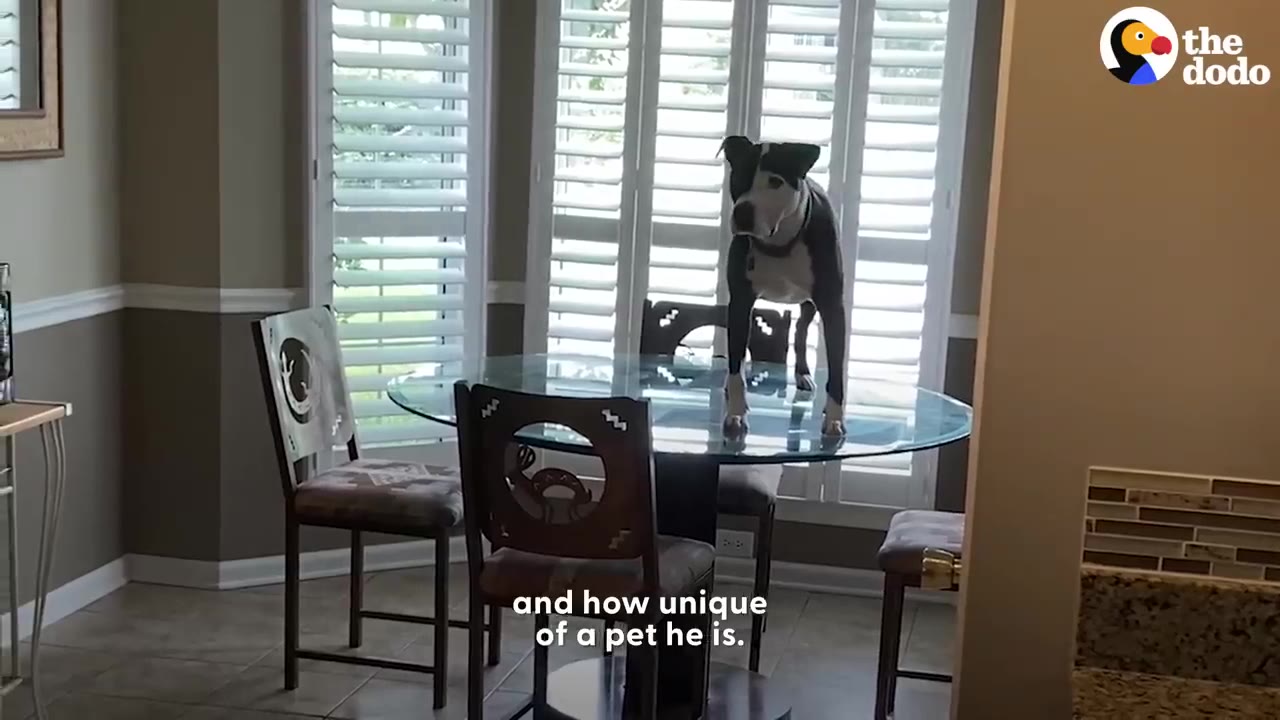 A black and white dog standing on top of a glass dining room table in a home.