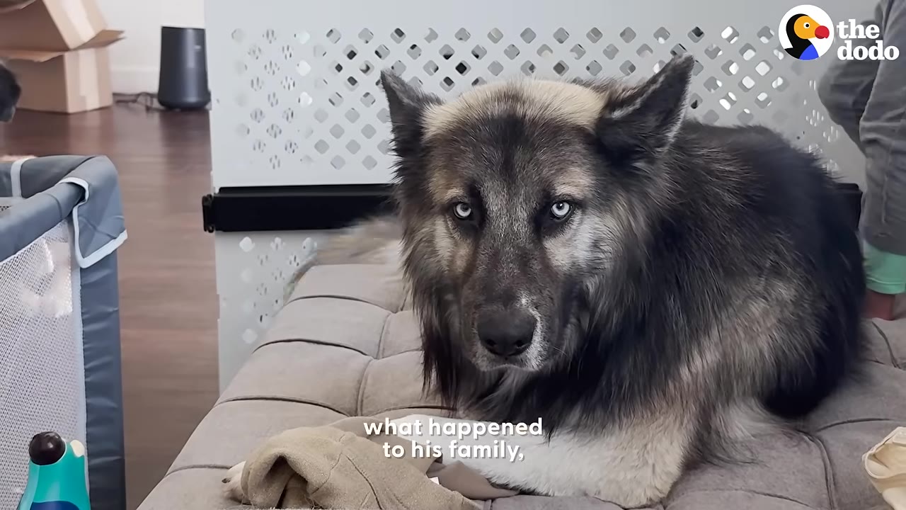 A fluffy grey and black dog with striking blue eyes lies on a grey cushion, looking directly at the camera with a soulful expression.