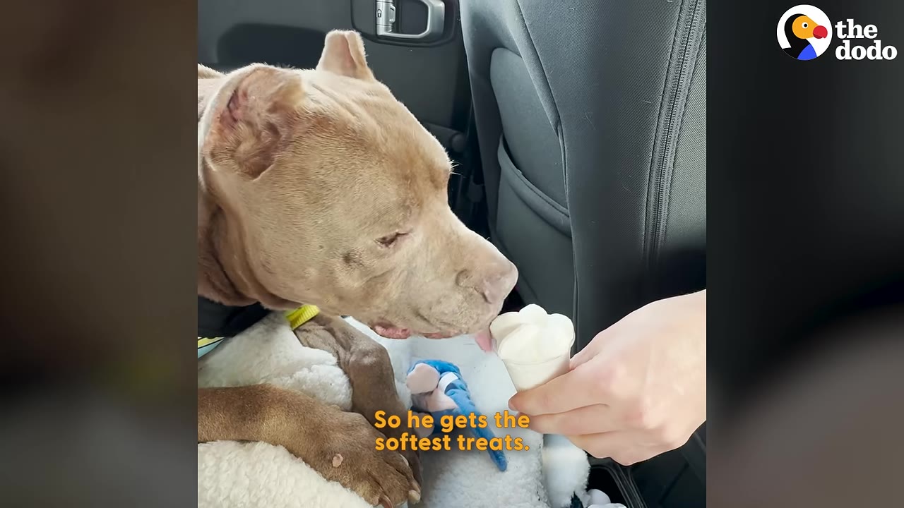 A tan pit bull dog in the back seat of a car licks a small vanilla ice cream cone held by a person's hand.