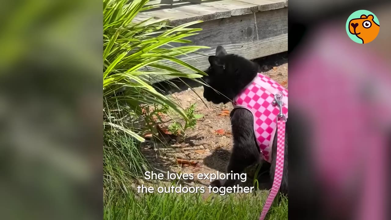 A black cat wearing a pink checkered harness and pink leash sniffs green plants near a wooden deck outdoors.