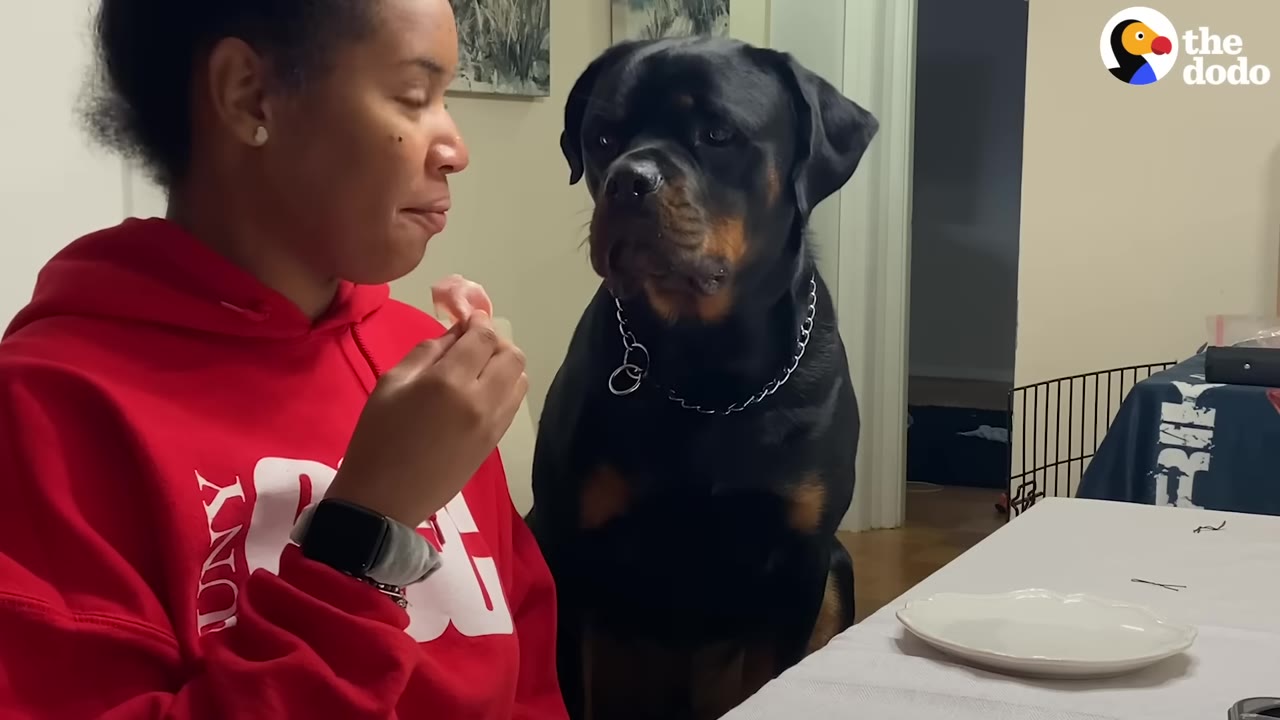 A woman in a red hoodie sits at a table eating next to a large black and tan Rottweiler who looks on attentively.