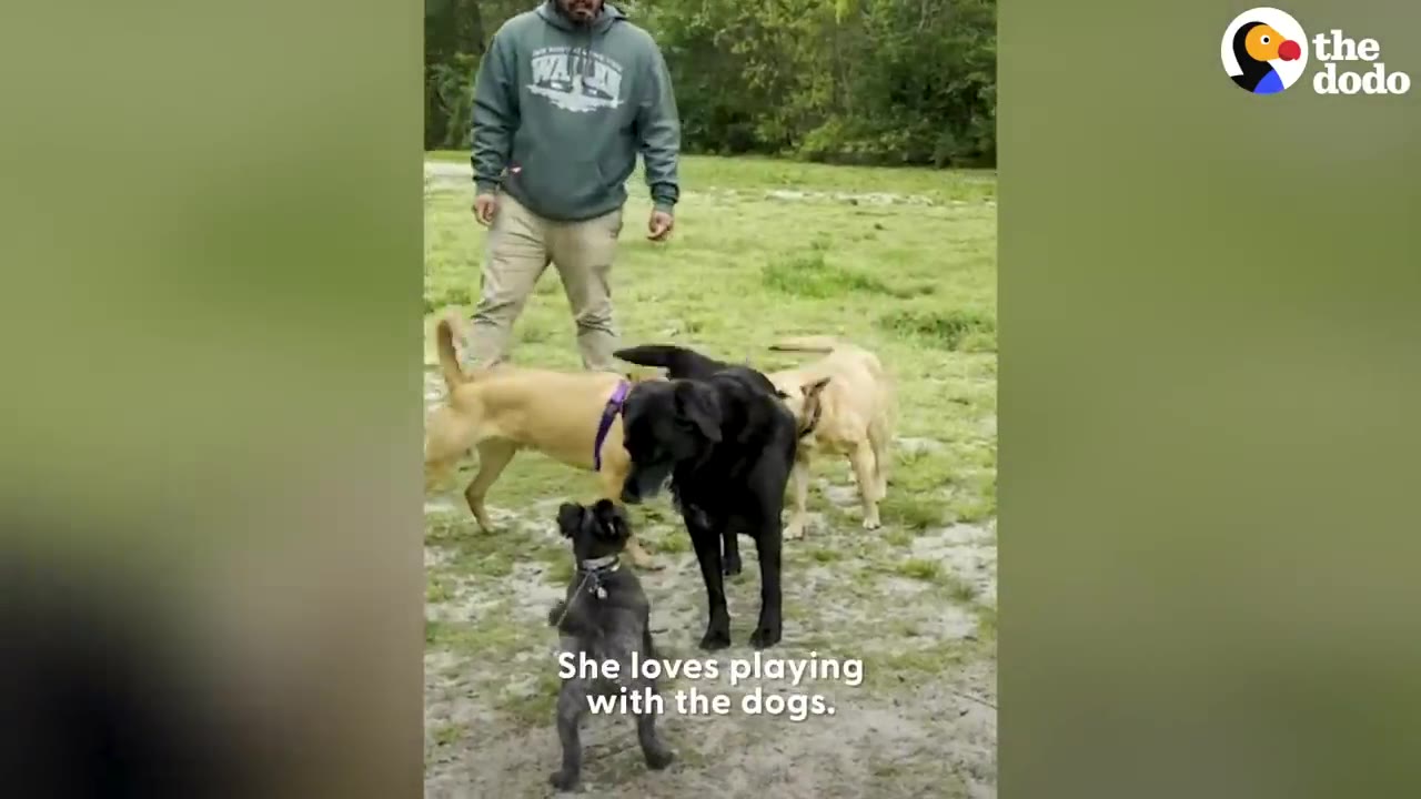 A tan dog wearing a purple harness interacts with several other dogs in a grassy dog park while a man watches in the background.