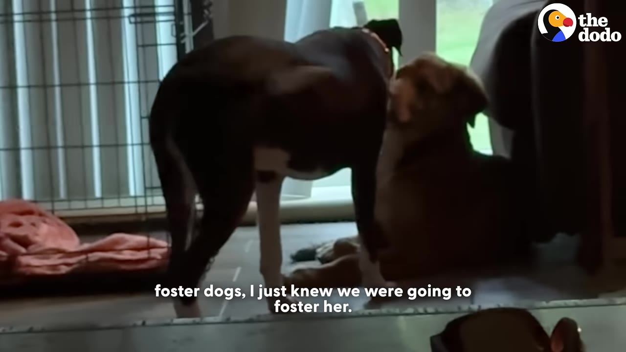 A dark-colored dog stands and interacts with a golden-colored dog lying down inside a house.