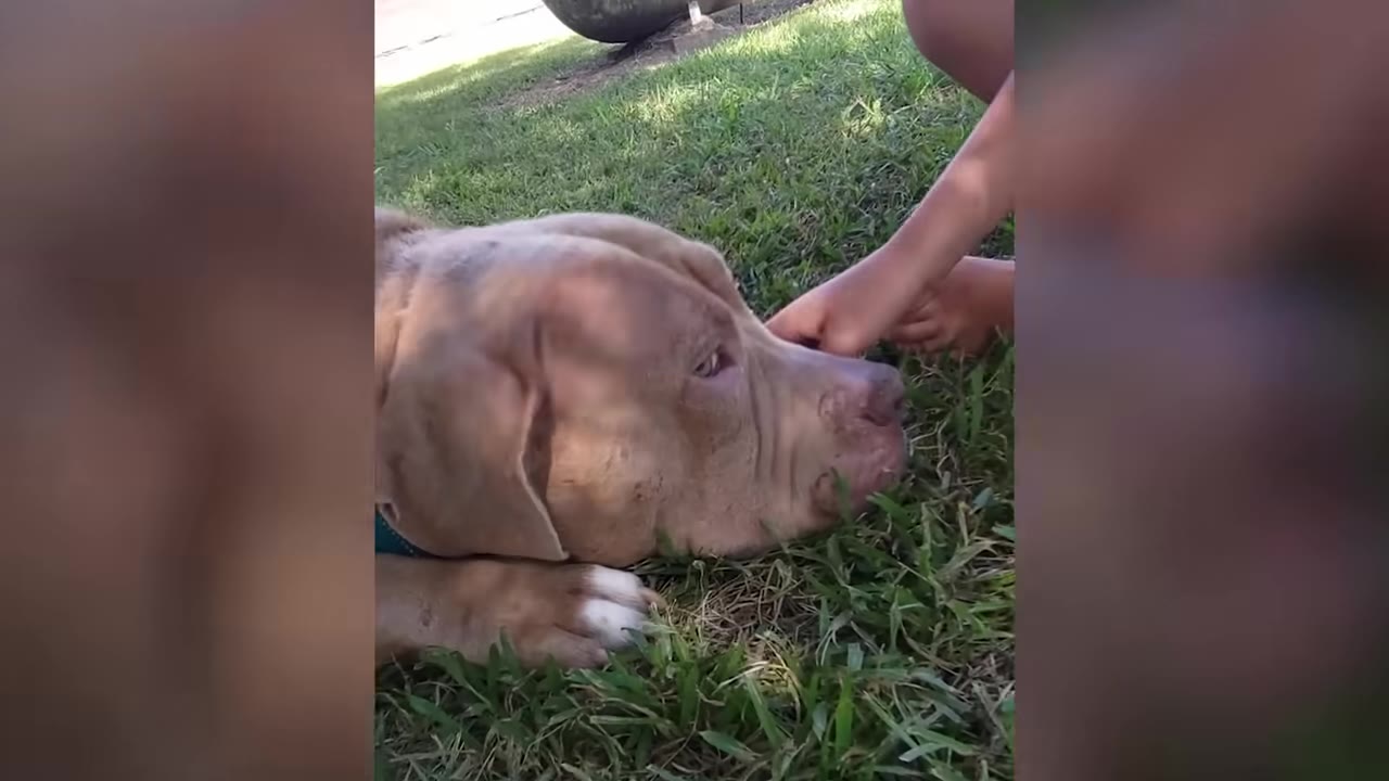 A close-up view of a light brown dog resting her head on the grass while receiving a gentle touch.
