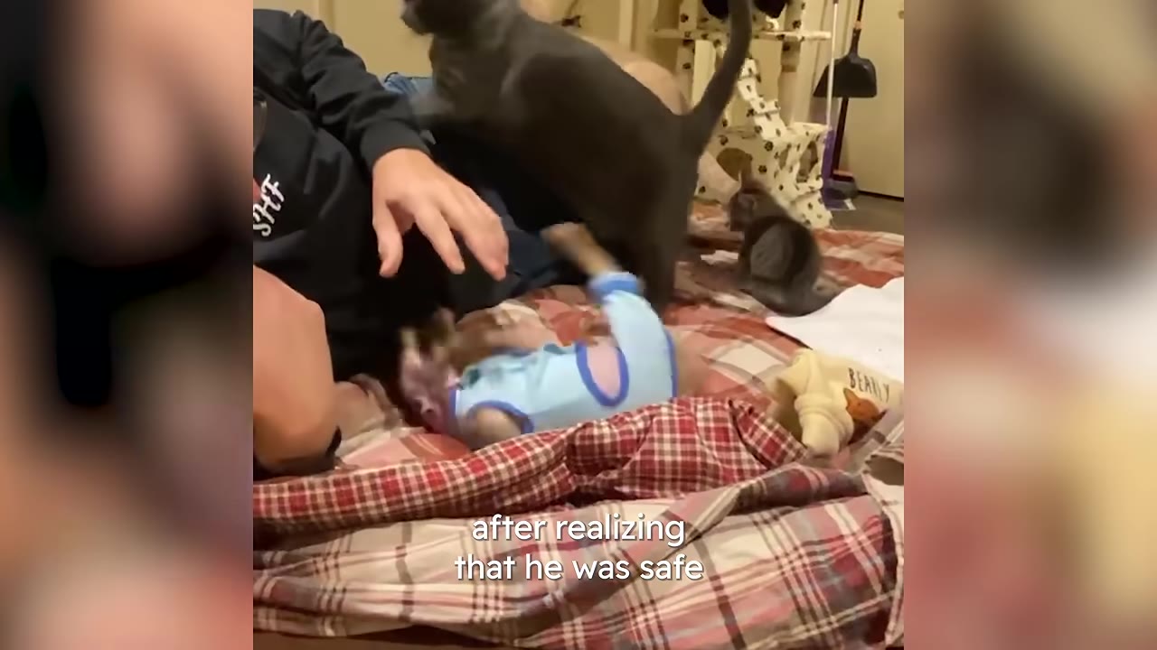 A small puppy wearing a blue onesie rolls playfully on its back on a plaid blanket next to a person and a grey cat.
