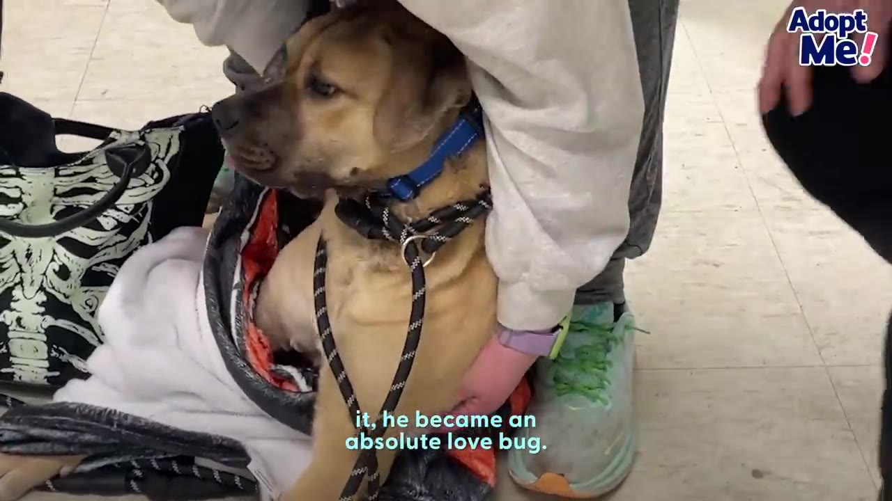 A tan dog wearing a blue collar and black harness sitting on blankets while being gently held by a person.