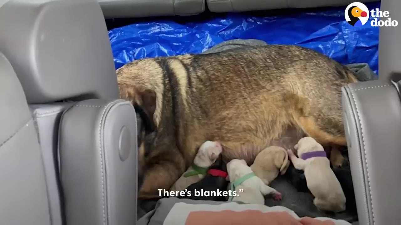 A mother dog laying in the back of a vehicle surrounded by her newborn puppies nursing.