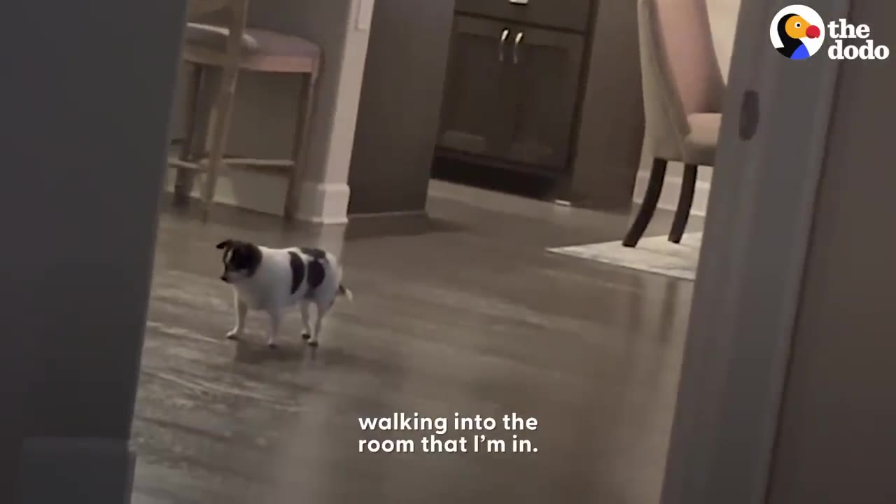 A small black and white Chihuahua mix walking across a hardwood floor in a home.