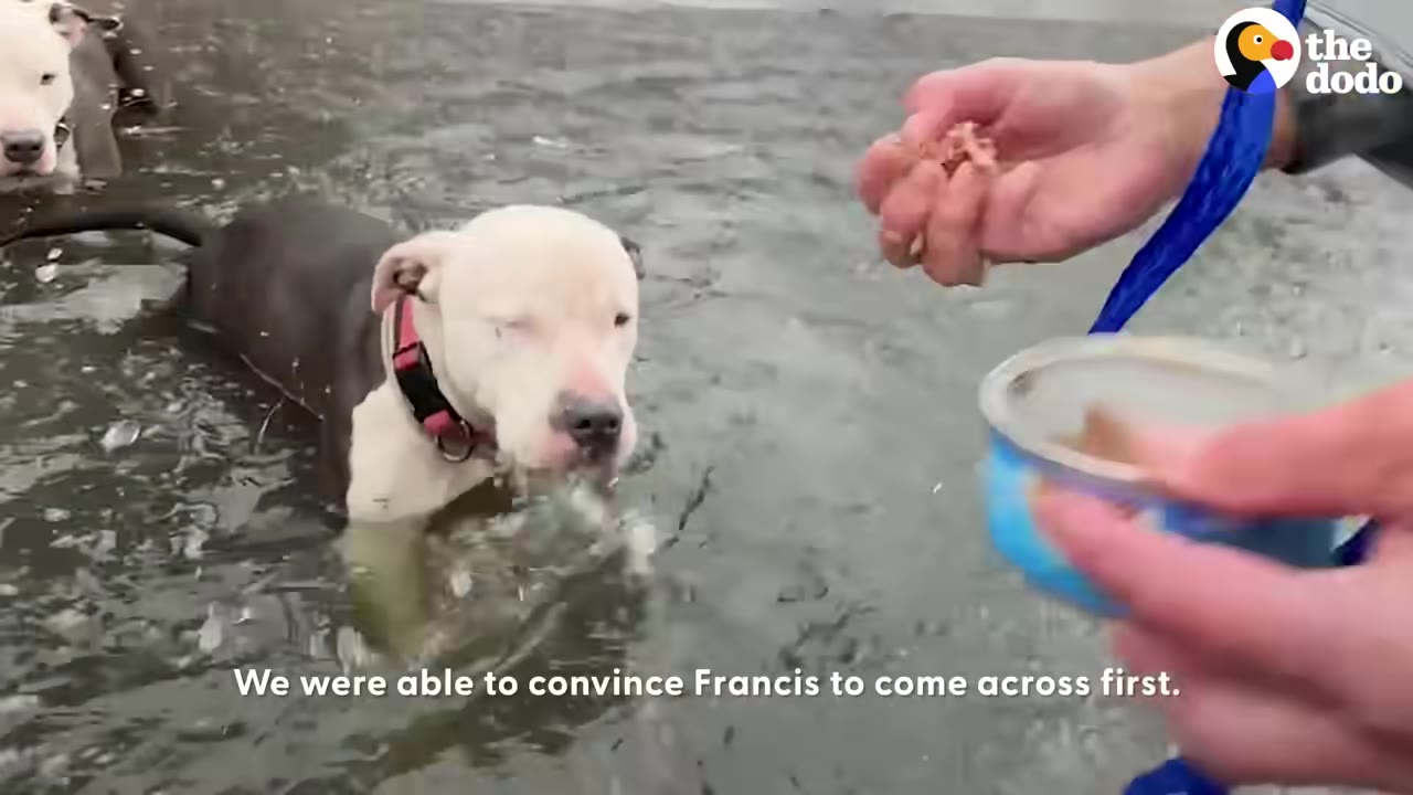 A black and white dog named Francis stands in shallow water approaching an outstretched hand holding food.