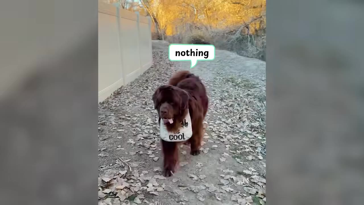 A large brown Newfoundland dog wearing a white bib walking along a leaf-covered path outside.