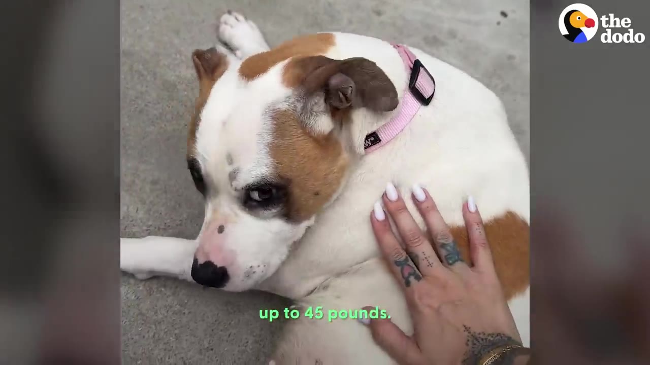 A brown and white pit bull dog resting on concrete while a person's hand with manicured white nails gently pets its back.