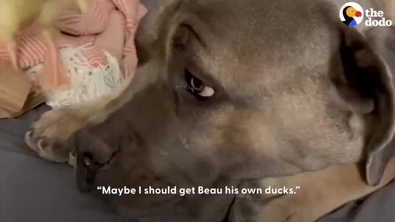 A close-up view of a large dog resting its head down on a bed while looking to the side.