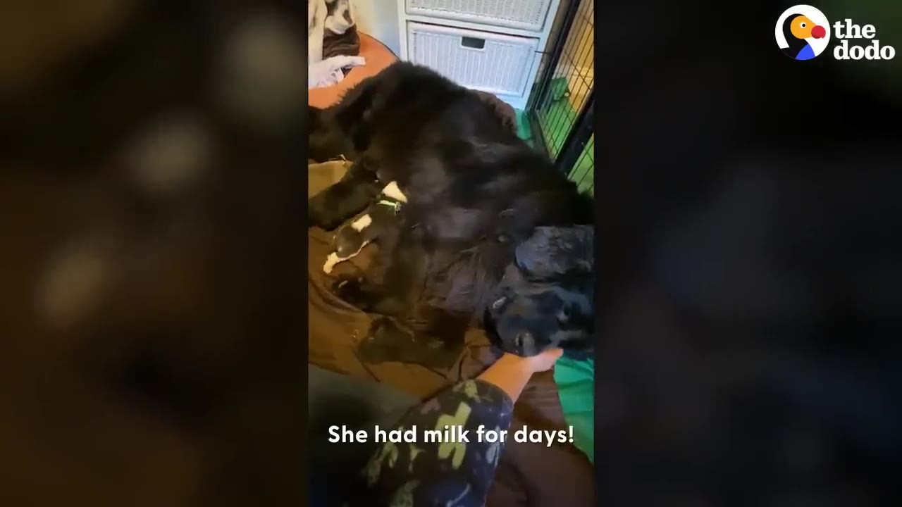 A large black dog lies down on a brown blanket while tiny puppies nurse beside her.