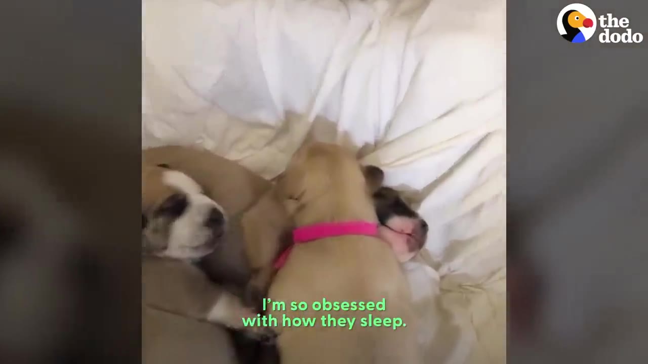 A group of small, light-colored puppies sleeping peacefully together on white bedding.