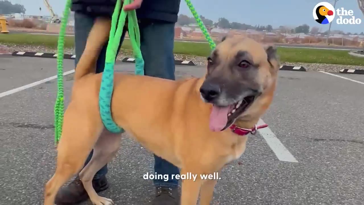 A tan dog named Kylie smiling outside while being supported around her hindquarters by a green mobility sling harness held by a person.