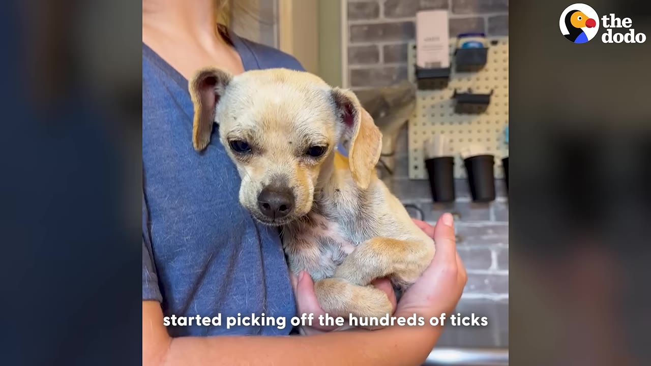 A small, light brown puppy is gently held in a person's arms inside a rescue facility.