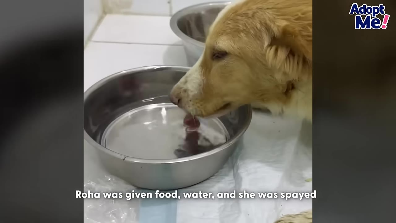 A light brown dog drinking water from a stainless steel bowl.