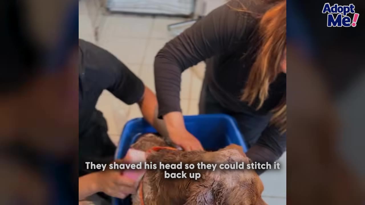 Two shelter workers treating a brown dog's head wounds while he sits in a blue tub, with text overlay reading 'They shaved his head so they could stitch it back up'.