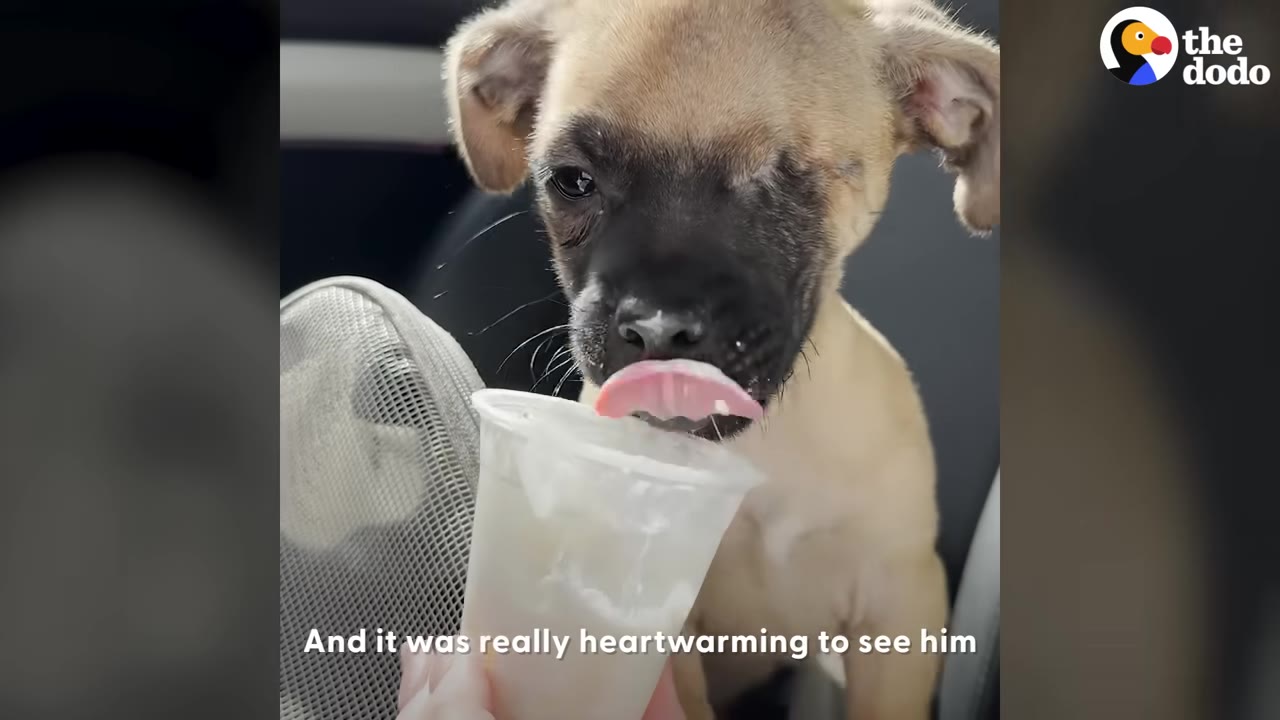 A small brown puppy with one eye closed licks a white cup held by a person.