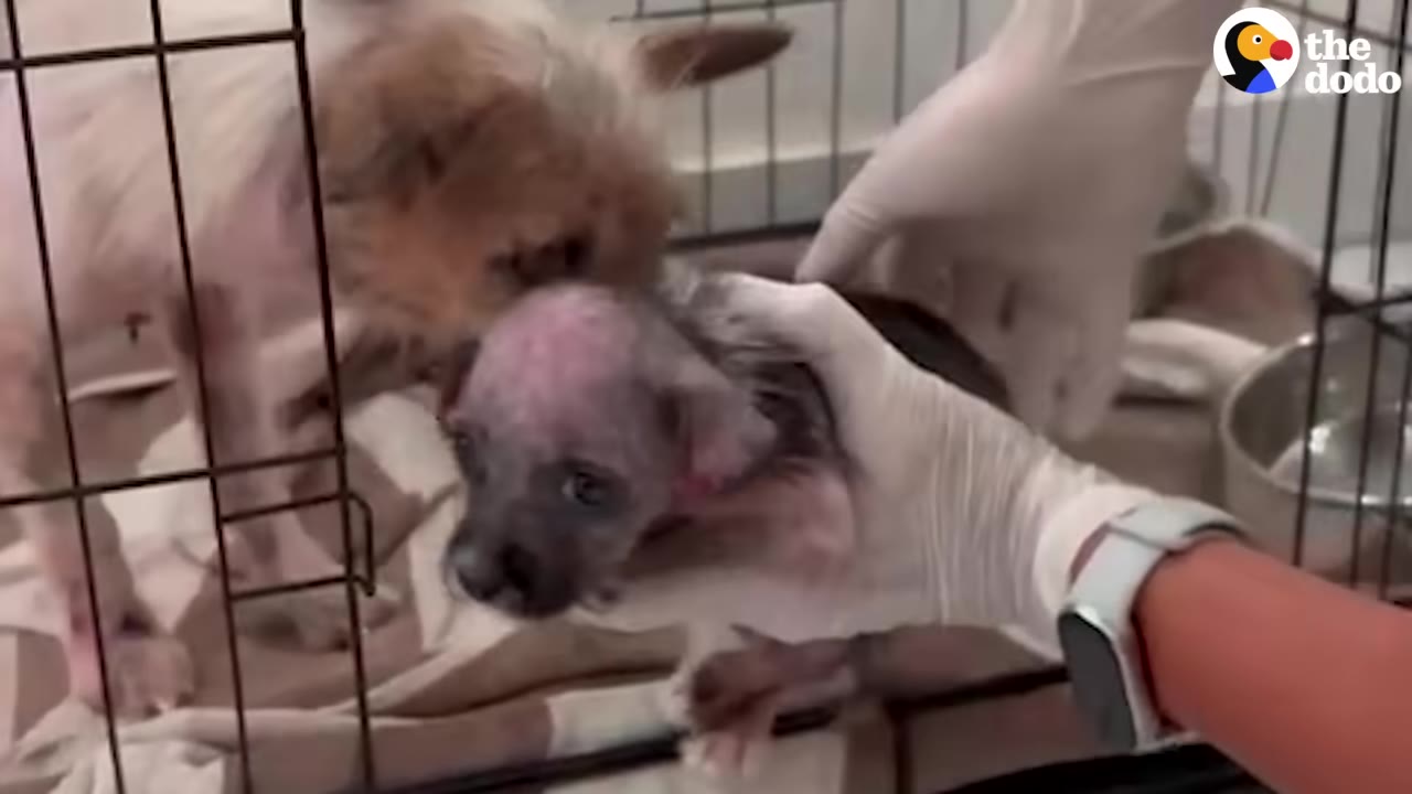 A small scruffy dog inside a wire crate leans forward to sniff a tiny, mostly hairless puppy being held gently by a person wearing white gloves.