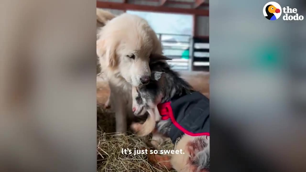 A large white dog rests its head gently against a small goat wearing a coat inside a barn with hay on the ground.