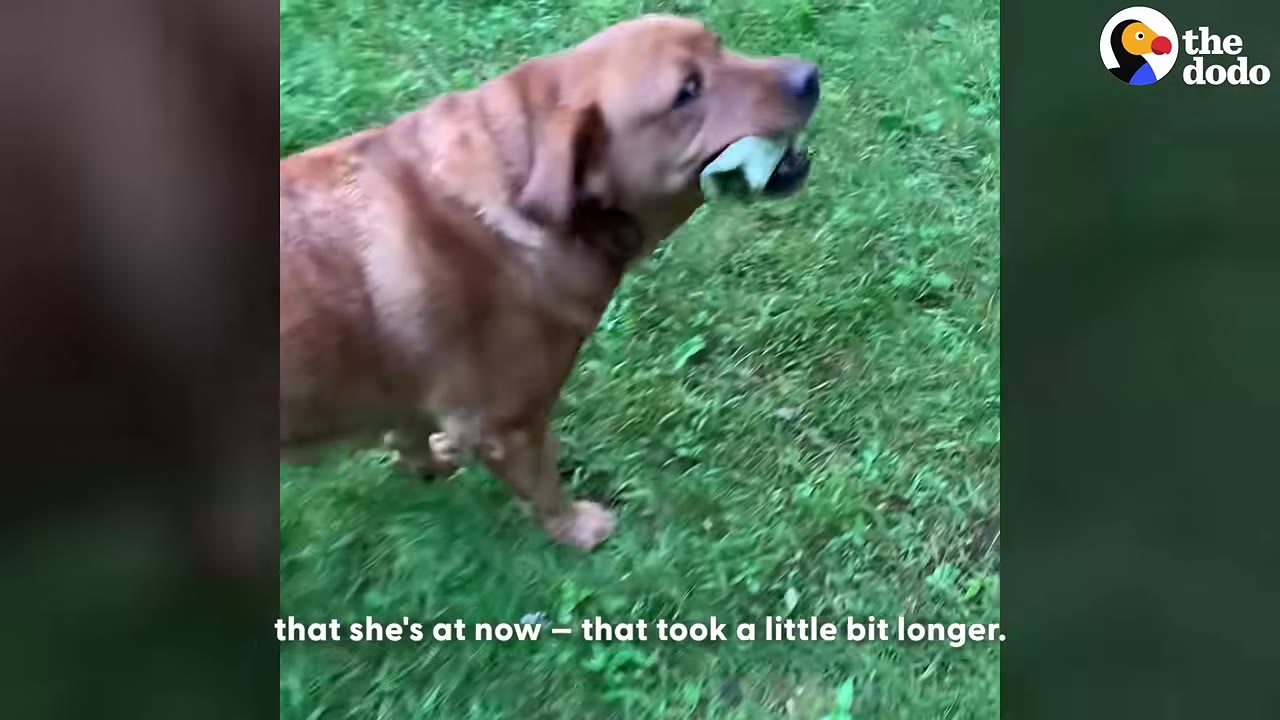 A brown Labrador retriever runs across a green grassy lawn with a toy in her mouth.