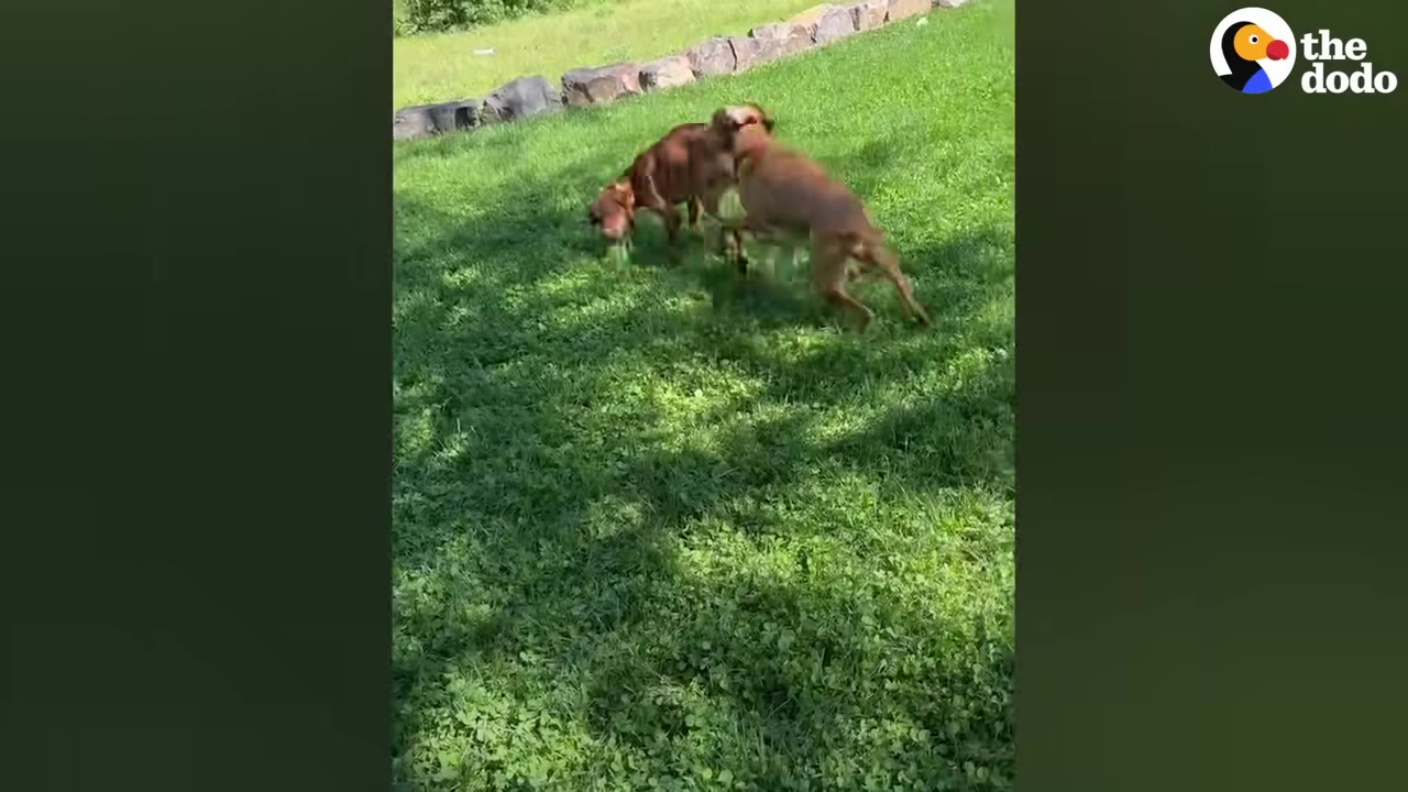 Two reddish-brown dogs playing and wrestling together on a green grassy lawn.