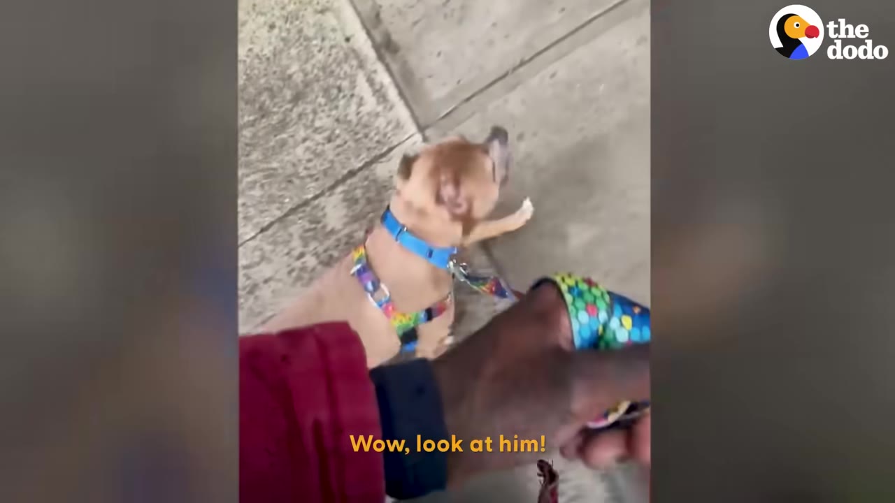 A tan dog wearing a colorful harness walks confidently on a leash along a sidewalk, viewed from above.