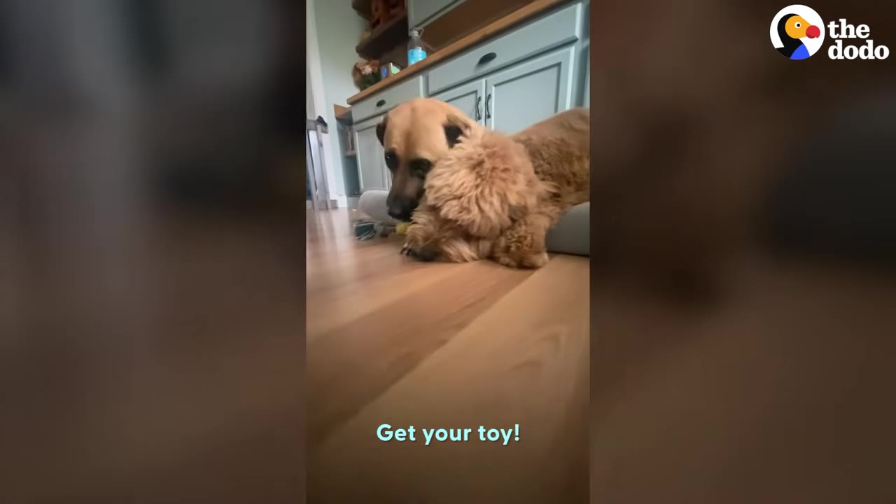 A tan dog resting on the floor with a fluffy golden dog leaning close against its head.