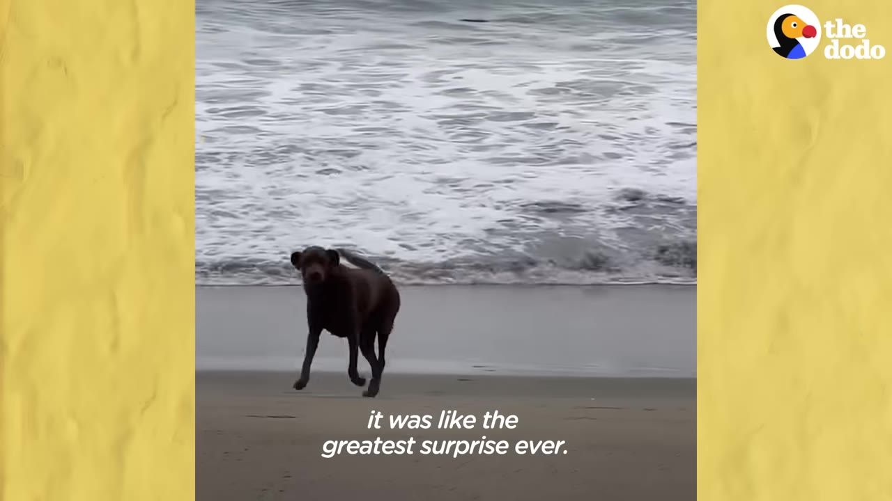 A brown dog running along a sandy beach near ocean waves.