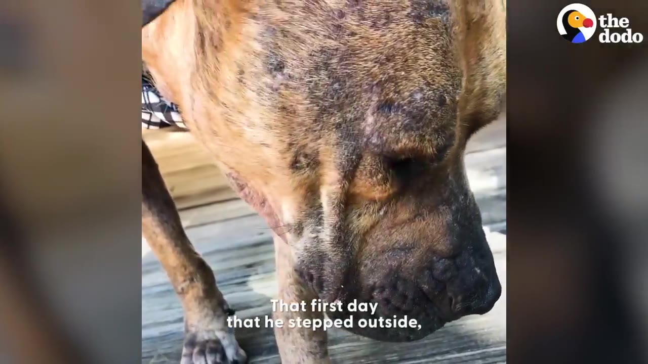 A close-up view of a brindle dog stepping outside onto a wooden deck.